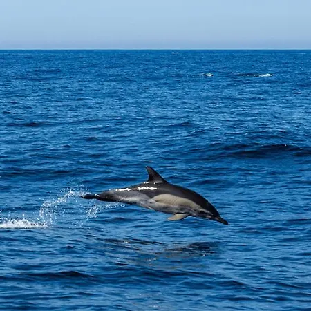 - Cerro Mar Star - Cozy And Relaxing T1 Διαμέρισμα Αλμπουφέιρα